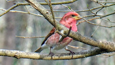 Purple Finch