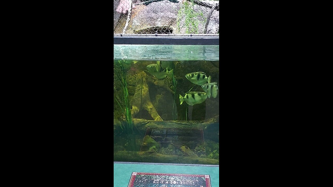 fish at the zoo