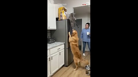 Funny Сats | Share #funnycats #catvideos #securitycamera