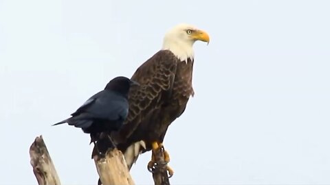 Eagles vs Crows