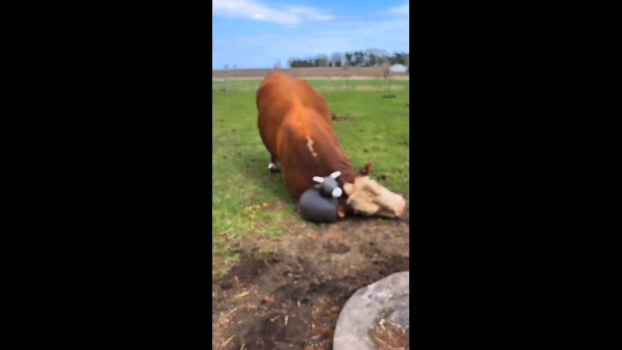 POV BARU KELUAR DARI KANDANG