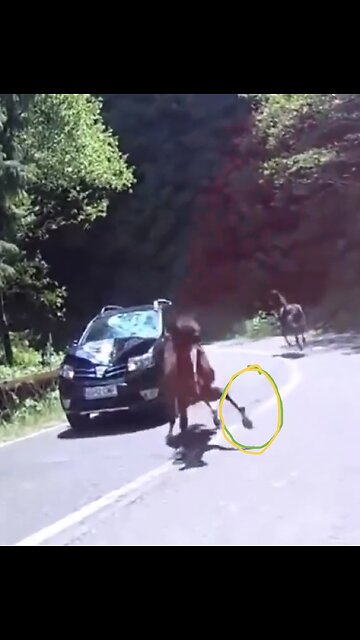VEHICLE COLLIED🛣️🚘🌳🐎🌲🐎📸WITH WILD HORSE🛣️🐎🌳🐎🚙💫