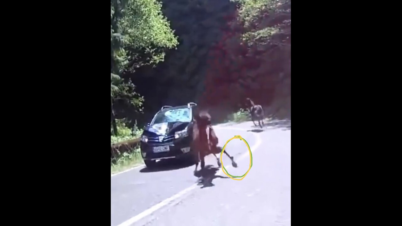 VEHICLE COLLIED🛣️🚘🌳🐎🌲🐎📸WITH WILD HORSE🛣️🐎🌳🐎🚙💫