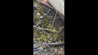 CHECK OUT ALL THE FROGS! 🐸