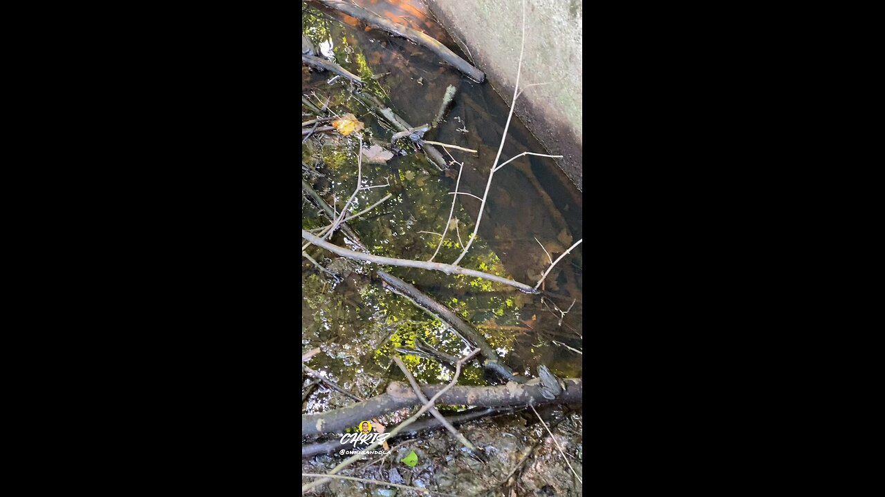 CHECK OUT ALL THE FROGS! 🐸