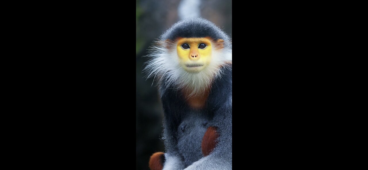 Beautiful monkey