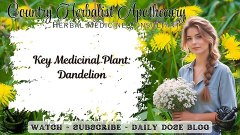 Key Medicinal Herb: Dandelion