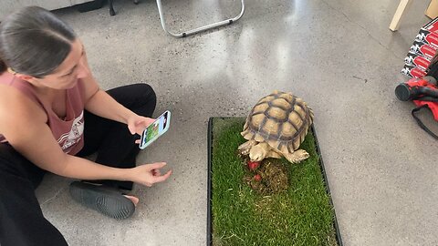 Turtle treat 3