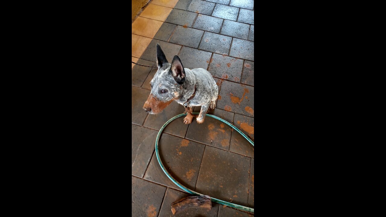 Mud Nugget