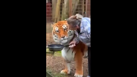 big fat tiger