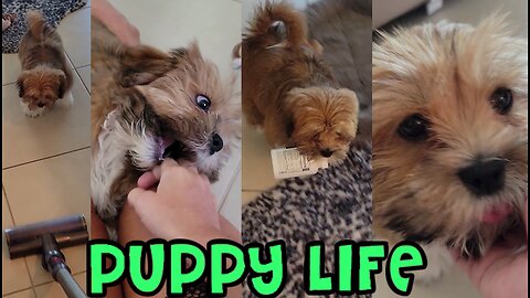 Puppy Life - Barking in Sleep, Chasing Medicine Bottle, Barking at Vacuum & More