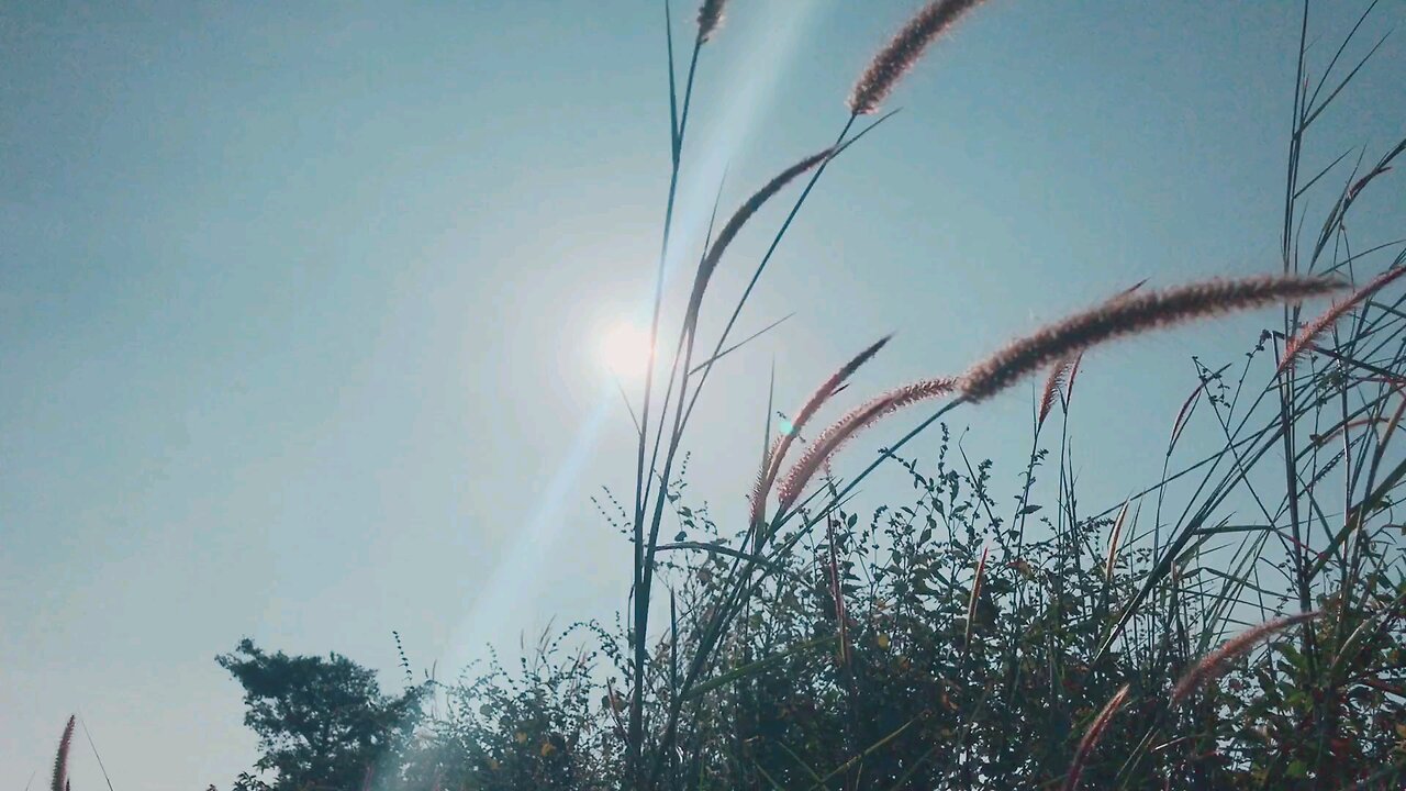 Spikelets Arrangement On Wild Grass