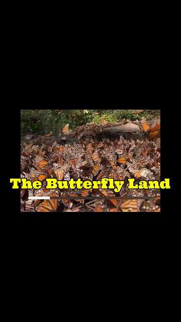The Butterfly Land