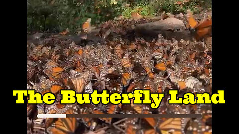 The Butterfly Land