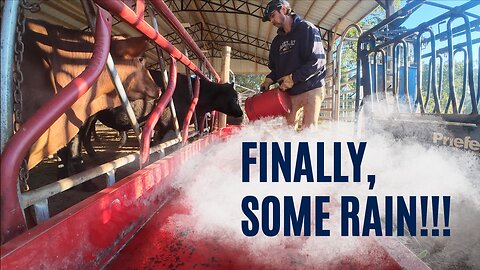 Finally some rain, but calves are still missing!