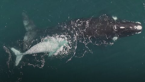 Récord histórico: más de 2.000 ballenas frente a la costa argentina
