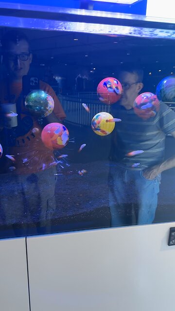 Fish at the Clearwater marine aquarium