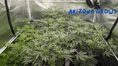 Sherb BX, Neon Sunshine, Auotpot 3XL Update.