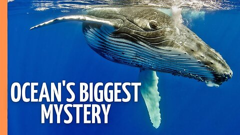 Mind-Blowing Facts: The Secret Lives of Marine Mammals Revealed | Full Documentary