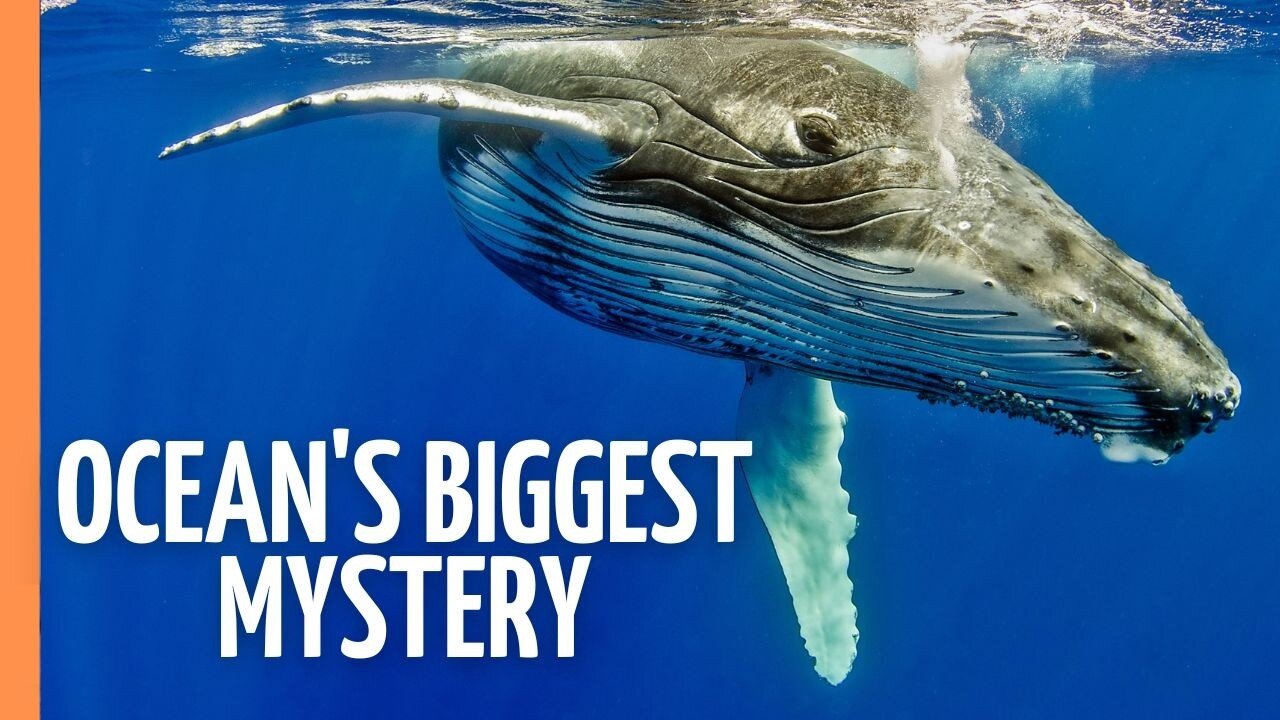MindBlowing Facts The Secret Lives of Marine Mammals Revealed Full
