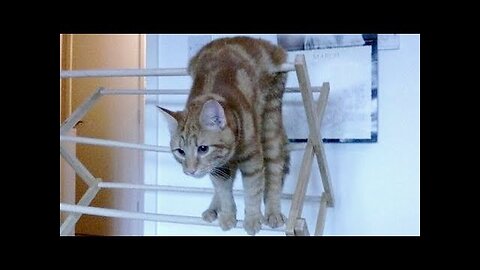 ANIMAL VIDEOS so FUNNY you will FALL OUT OF CHAIR LAUGHING - Funny ANIMAL compilation