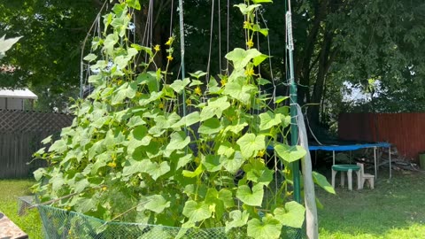 Garden Therapy - July 26, 2025 “Summertime Sounds” (No Commentary)