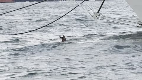 Deer Spotted Swimming Outside NYC