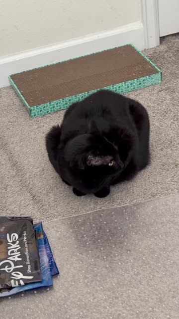 Precious Piper is a Cute Loaf - My Adopted Shelter Cat Vlog #shorts