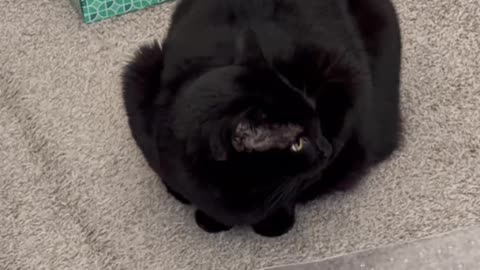 Precious Piper is a Cute Loaf - My Adopted Shelter Cat Vlog #shorts