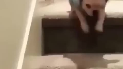 Funny animals videos from TikTok! Try not to laugh! 😹🐶🤣🔥🤣