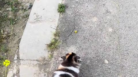 Such a tiny kitten