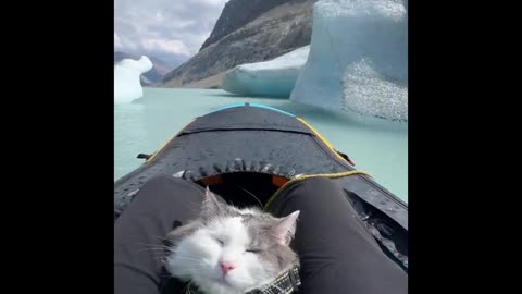 Silly Feline Files: The Best Cat Compilation Yet!