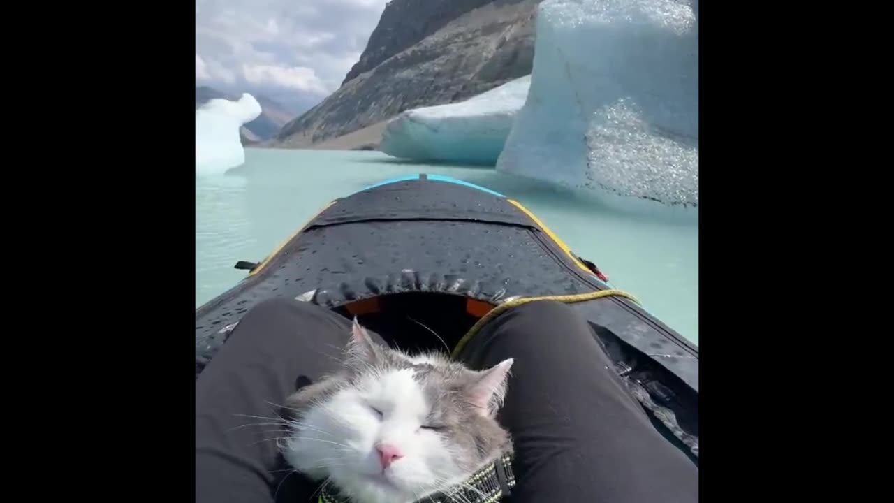 Silly Feline Files: The Best Cat Compilation Yet!