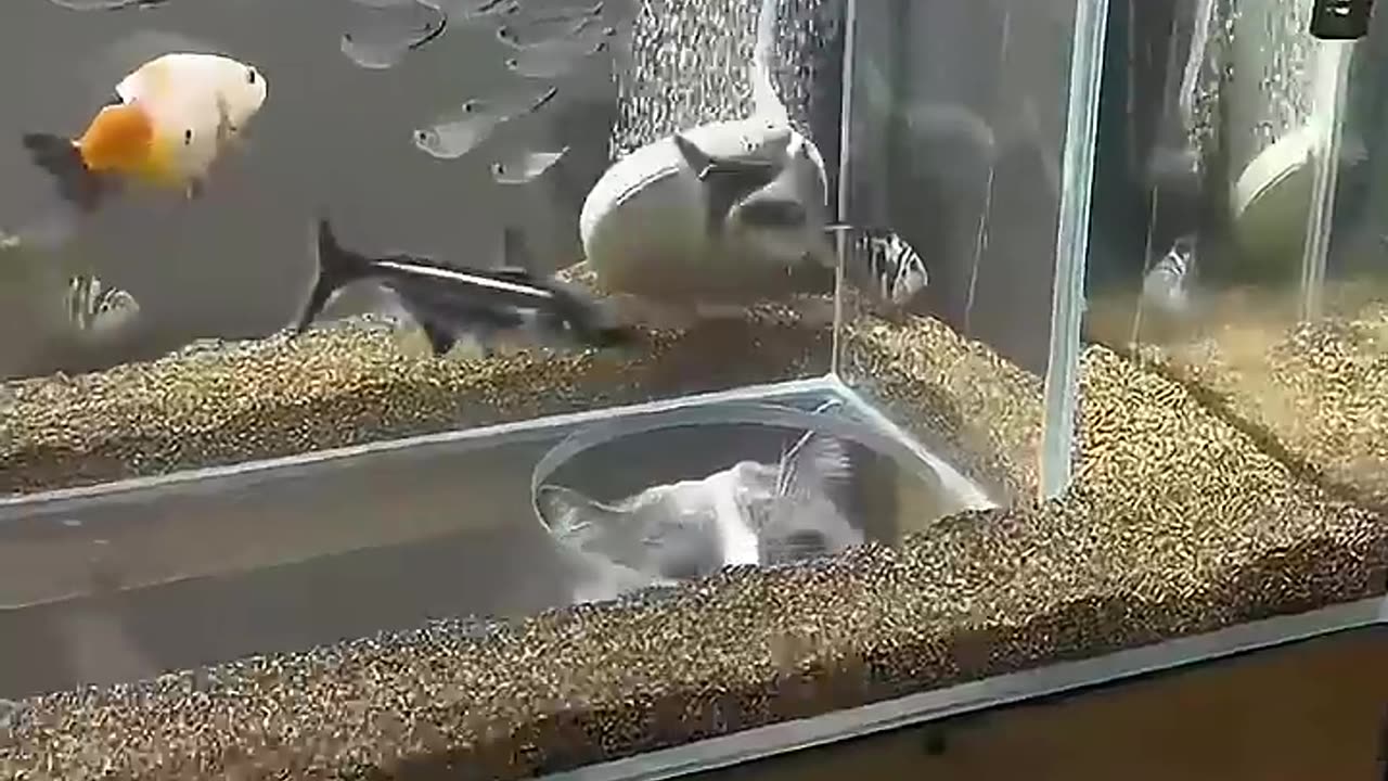cat and fish