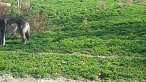 still hanging at zoo with grandkids