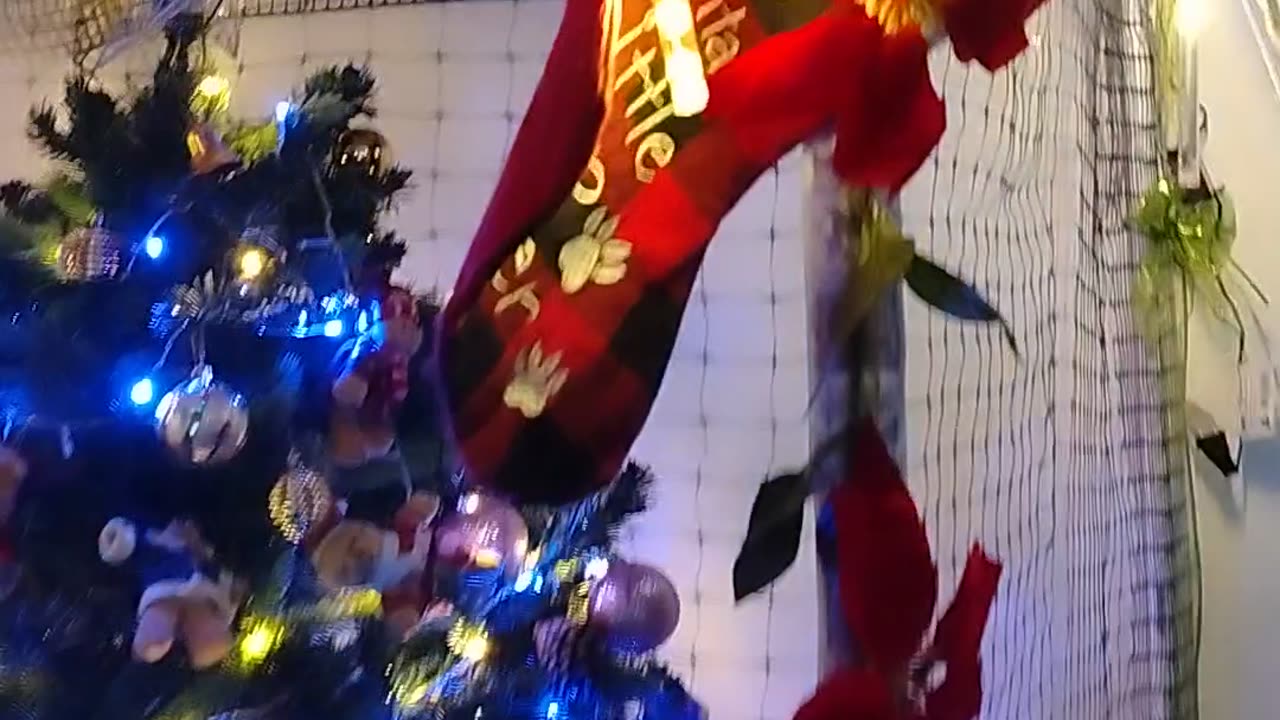 Christmas Tree Protected by Netting