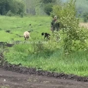 Russian Sheep Try to Enter Ukrainian Territory(There are Also Farm Animals with Them)
