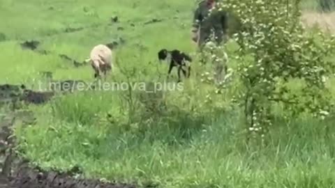 Russian Sheep Try to Enter Ukrainian Territory(There are Also Farm Animals with Them)