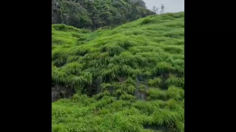 Nature trail in monsoon in Western Ghats of India