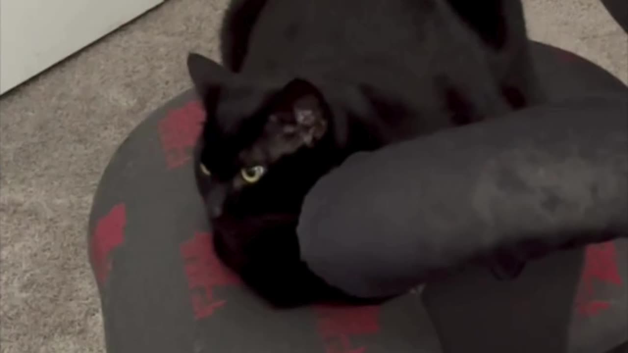 Precious Piper Makes Sure Things Go Well in the Office - Adopting a Cat from a Shelter Vlog #shorts