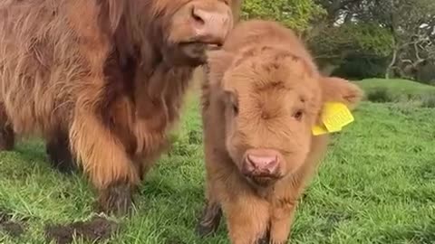 Highland🙃 cows