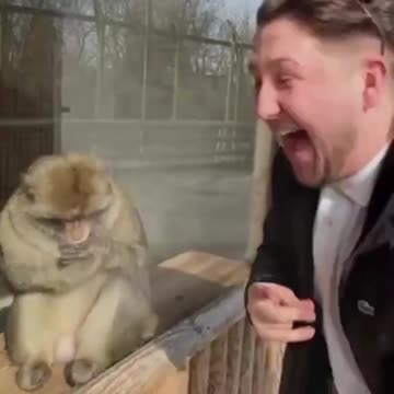 Funniest Monkey Moments You Can’t Stop Laughing At! 🐒🤣