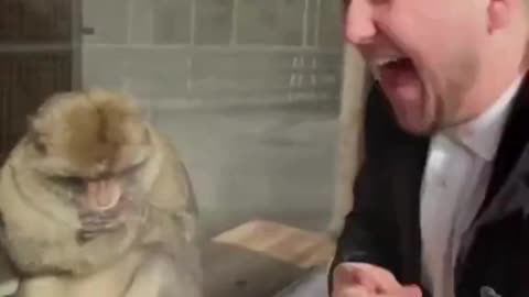 Funniest Monkey Moments You Can’t Stop Laughing At! 🐒🤣