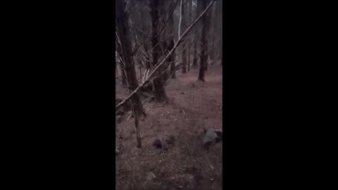 A man encountered a terrifying hide-behind creature while walking in the forest