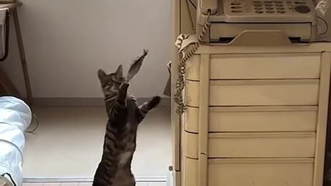 Funny Animal Moments That Will Make You Laugh🤣🎨 #funnyanimals #funnyvideo