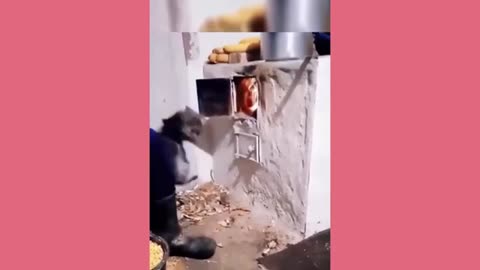 Funny animal
