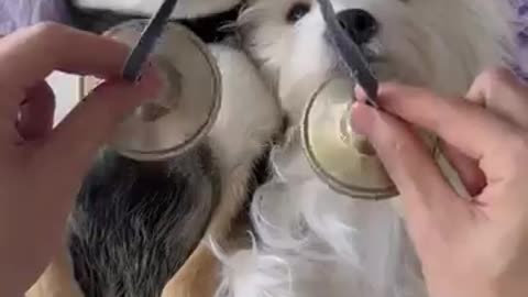 dog, cute dog, funny dog, puppy, pet videos, animal videos, dog playing,