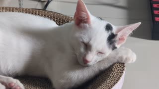 Cozy White Kitten Sleeping Peacefully At Home