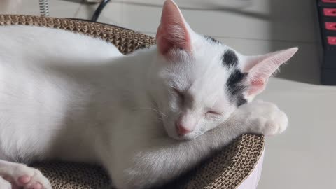 Cozy White Kitten Sleeping Peacefully At Home