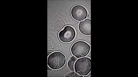 Synthetic Red Blood Cells Harvesting Energy